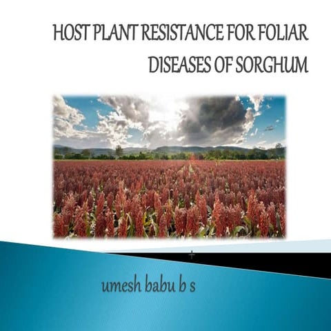 HPR IN MANAGEMENT OF SORGHUM FOLIAR DISEASES