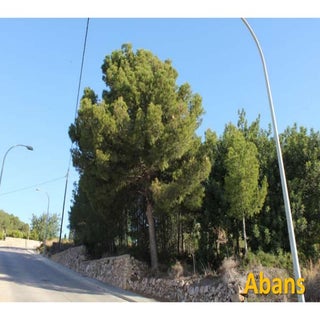 Finalització d'actuacions al Collado