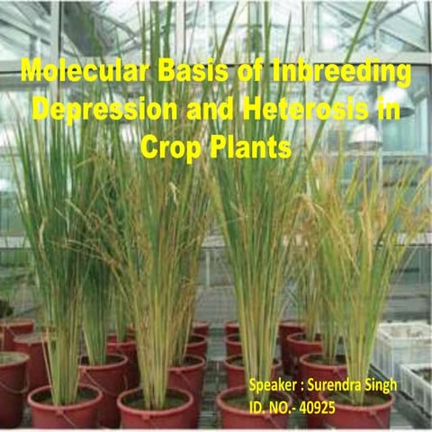 Molecular basis of inbreeding and heterosis in crop