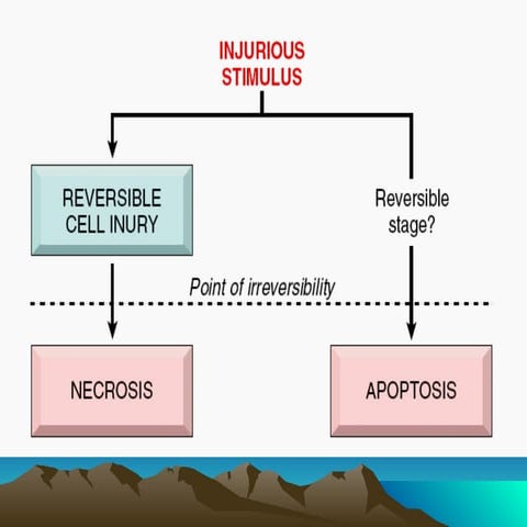 final necrosis lectnsnsnndnxdndnndndure.ppt