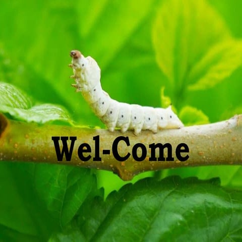 Sericulture; Rearing and Economics