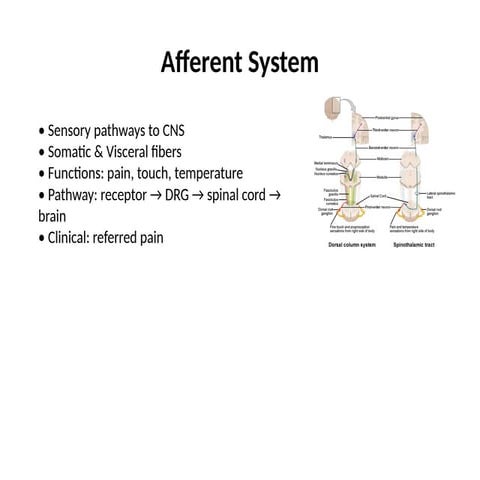 Comprehensive Overview of Afferent Systems and Venous Anatomy in ...