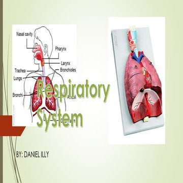 Respiratory and Circulatory PRJ. 