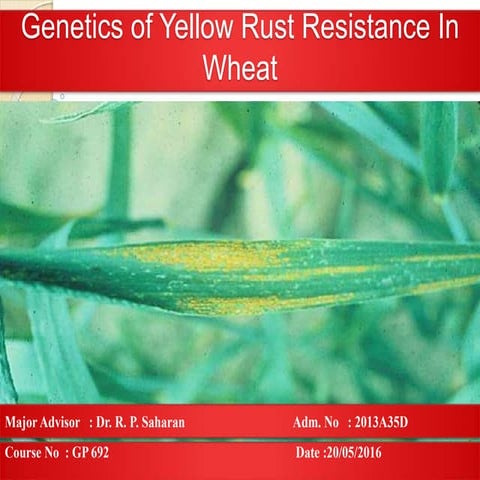 Genetics of Yellow Rust Resistance in Wheat