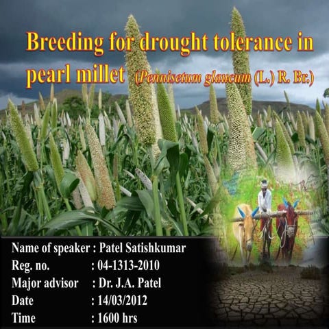 Breeding for Drought tolerance in Pearl Millet
