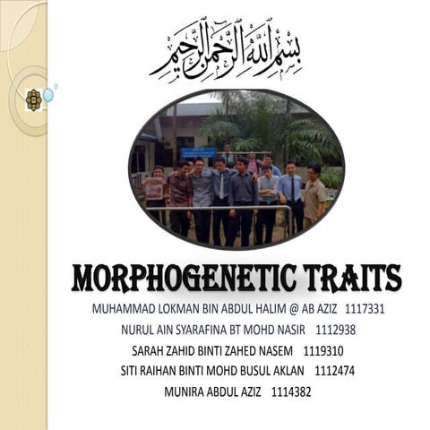 Morphogenetic traits