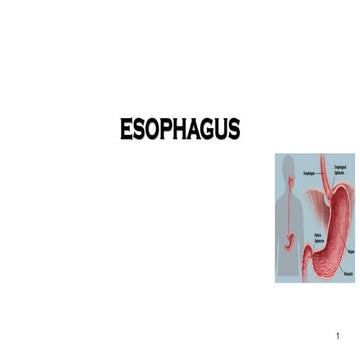 FINAL SURG ANAT ESOPHAGUS.ppt full slides
