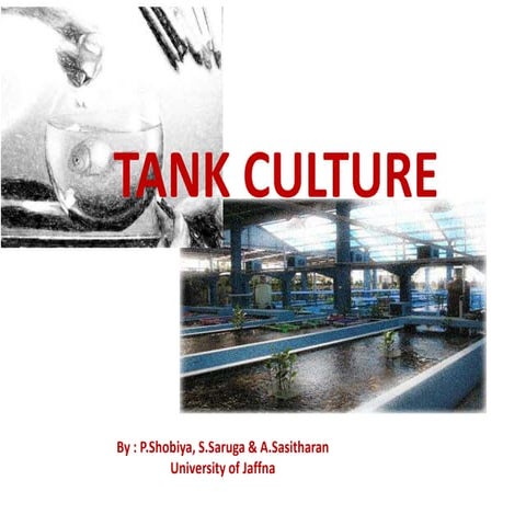  tank culture