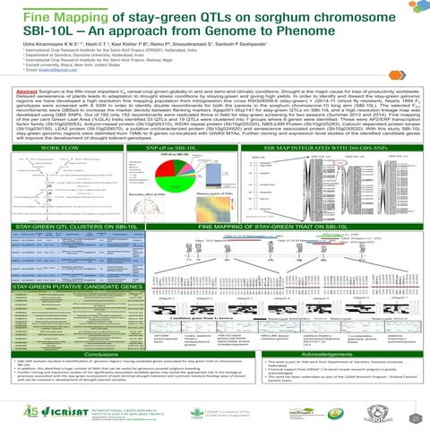 Fine mapping of stay-green QTLs on sorghum chromosome SBI-10L-An approach fro...