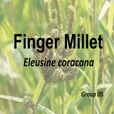 Finger Millet 