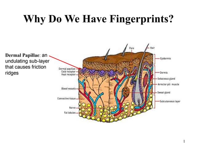 Ridge counting-and-tracing | PPT | Geology | Science