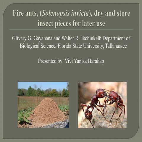 Fire ants, (solenopsis invicta), dry and store pieces of insect for later use...