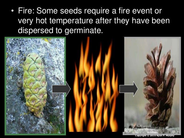 Fire Ecology Lesson PowerPoint, Let it Burn Philosophy