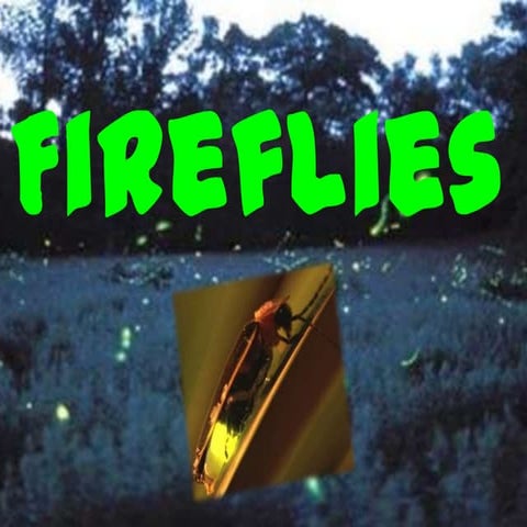 Fireflies