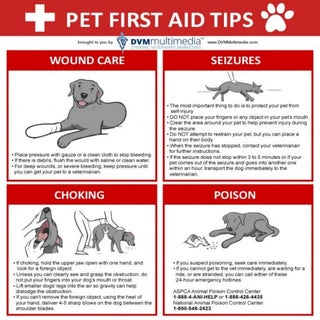 First aid tips for pets