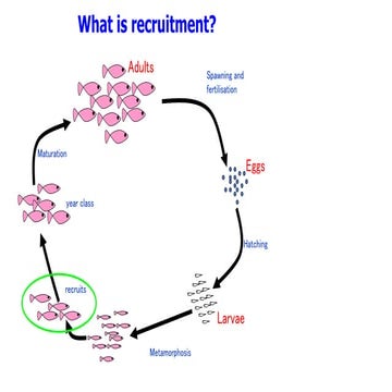 THE slide describe recruitment of fish as resource | PPTX