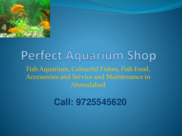 Fish Aquarium Shop Ahmedabad Perfect Aquarium Shop, Fish Aquarium,