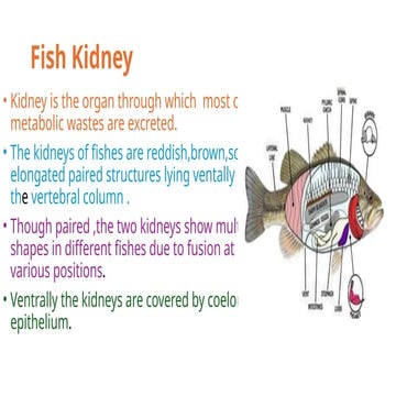 EXCRETORY STRUCTURE IN FISH .pptx