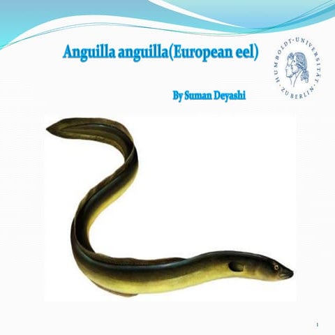 fish-conservation-on-anguilla-anguilla-pptx