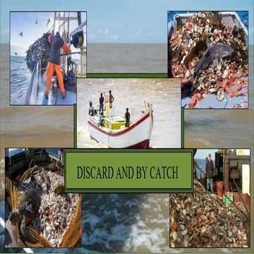 Bycatch and Discard and their sollution & effect | PPTX