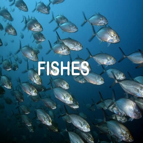 The Diverse World of Fishes: Biology, Habitats, and Behavior | PPTX