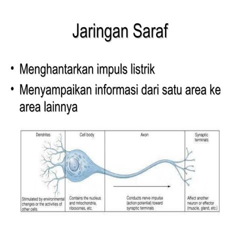 FISIOLOGI JARINGAN SARAF