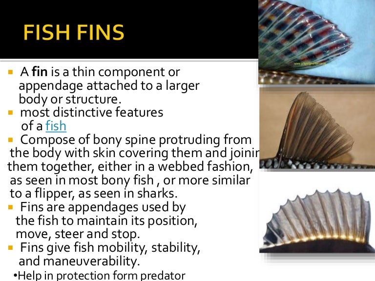 Fish fins