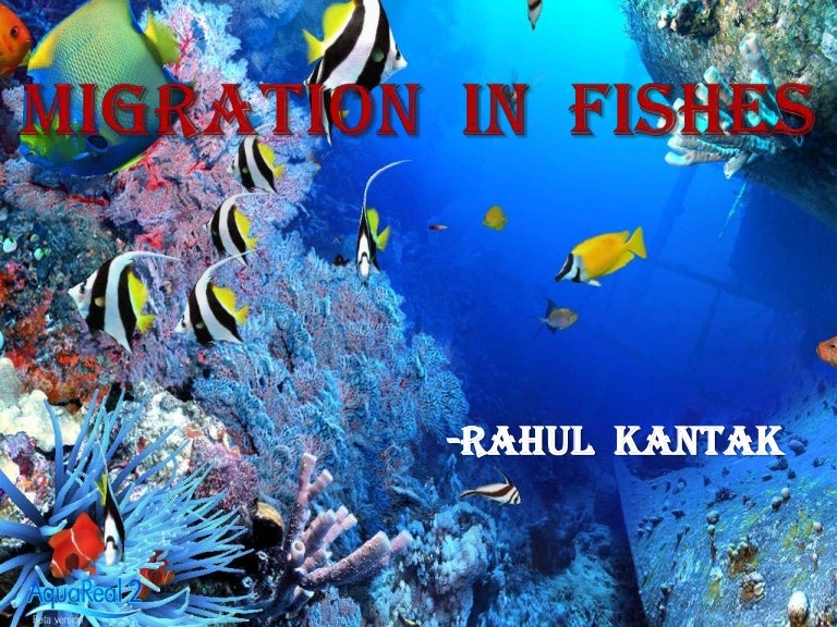 Fish migration