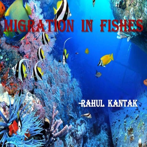 Fish migration
