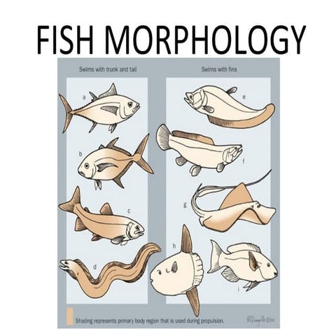 Fish morphology powerpoint