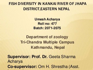 Power point presentation in Fish diversity in Kankai river Jhapa district, Nepal