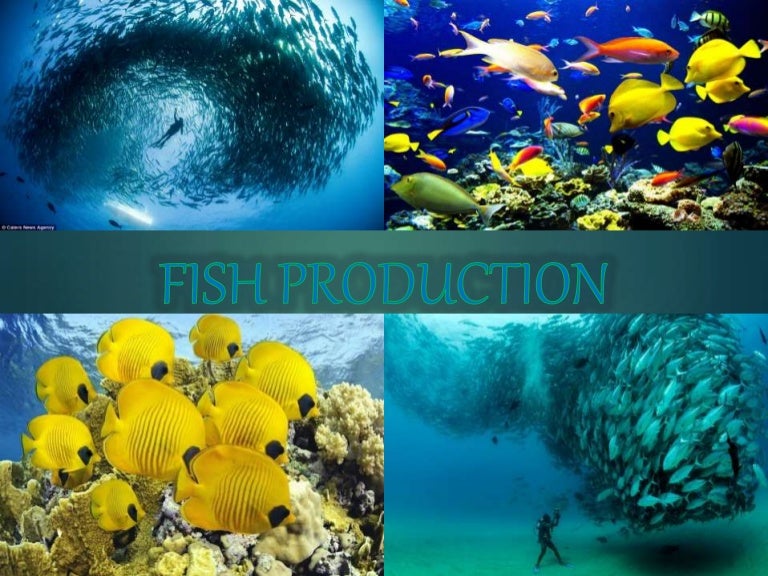 Fish production