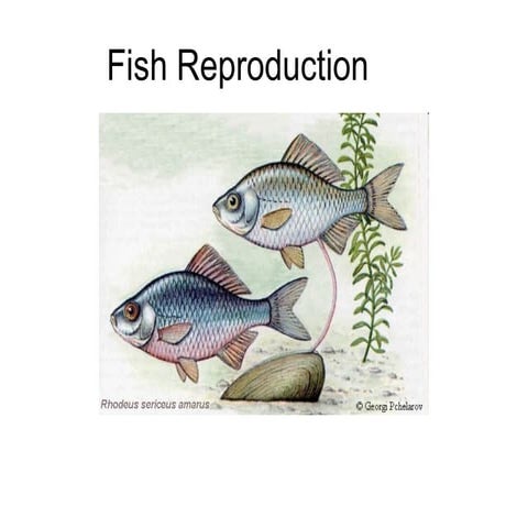 Reproductive cycles - Semelparity & Iteroparity Maturation & Maturity ...
