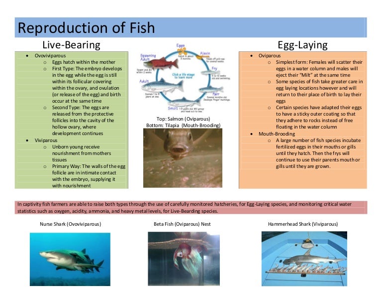 Fish reproduction