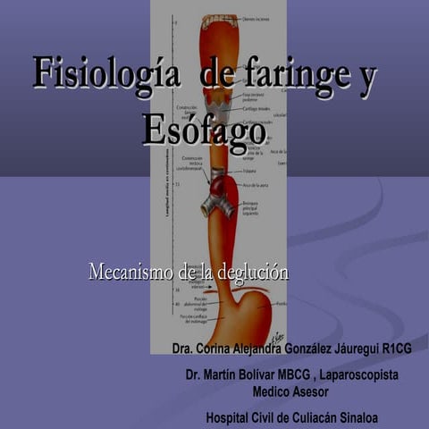 Fisiología de faringe y esófago | PPT