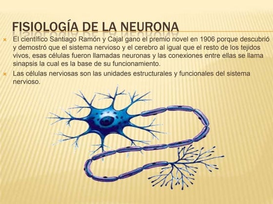 Infografia formación reticular | PPT