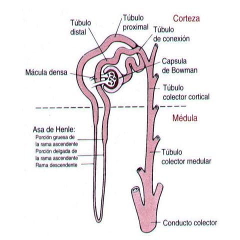 FisiologíA Tubular Renal | PPT