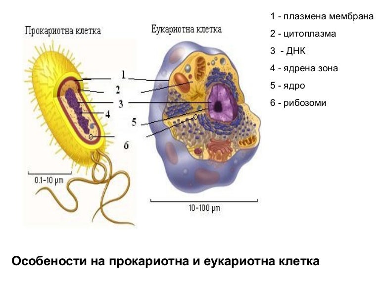Физиология на растителната клетка (2)