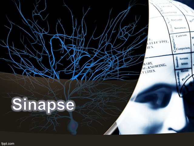 Fisiologia - Sinapse