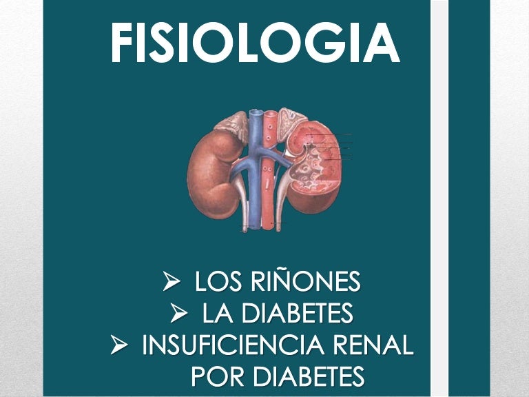 tipos de vertebrados riñones y diabetes