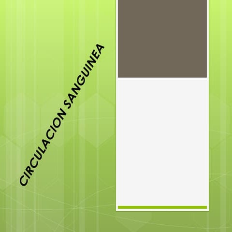 Circulacion mayor y menor