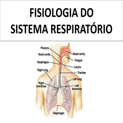 Fisiologia do sistema respiratório