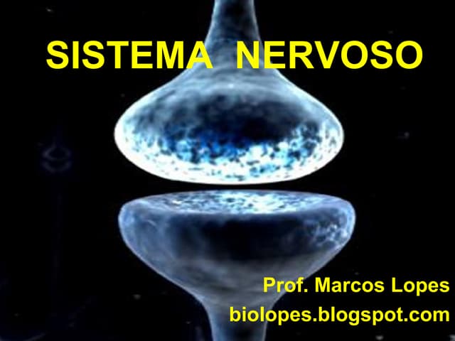 SISTEMA NERVOSO HUMANO