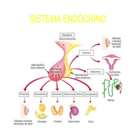Fisiologia Humana 8 - Sistema Endócrino | PDF