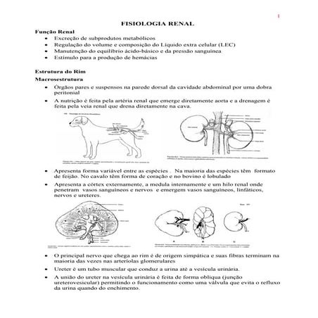 ANATOMIA CANINA | PPTX