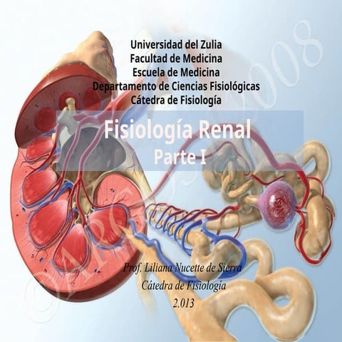 ANATOMIA_Y_FISIOLOGIA_RENAL.pdf
