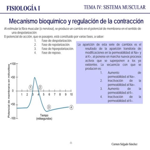 Comprehensive Overview of Muscle Physiology and Contraction Mechanisms ...