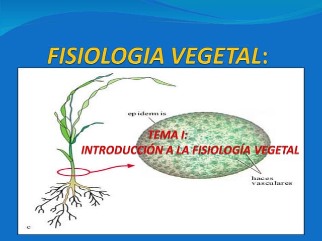 Fisiologia vegetal