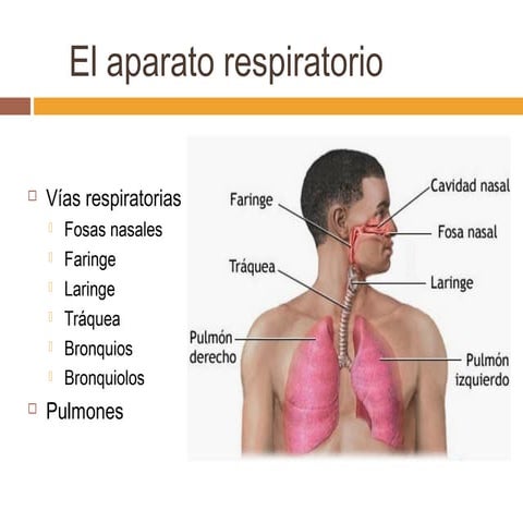 Anatomia y Fisiologia Respiratoria