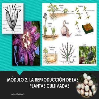 Reproducción de las plantas cultivadas